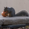 314-8916 Squirrel Eating a Tomato.jpg